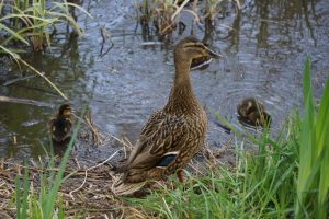 eaglesfield park duck pond