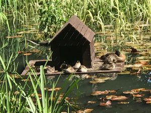 eaglesfield park duck pond